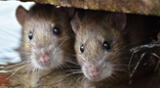 With an input that is accessible to everyone, you can eradicate the presence of mice in your home.