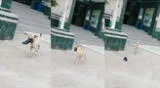 El travieso perro fue visto llevándose el zapato de un policía de Chosica y el video es viral en TikTok.