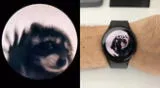 Guía completa para poner el GIF del mapache Pedro en un smartwatch rápido y seguro.