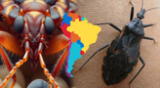 La "chinche besucona" se encuentra prácticamente en toda América Latina y su "beso" puede ser mortal, especialmente, en niños y personas con un debilitado sistema inmunológico.