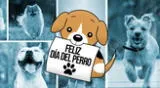 Hoy, 21 de julio, celebra el Día Mundial del Perro 2024 con tus amigos y familiares.