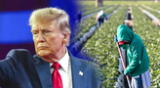 Trump quiere hacer algo por inmigrantes sin documentos que trabajan en la agricultura.