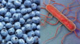 La listeria es una bacteria que causa la listeriosis. Puede afectar diferentes órganos, incluso el cerebro o la membrada de la médula espinal. La listeria es una bacteria que causa la listeriosis. Puede afectar diferentes órganos, incluso el cerebro o la membrada de la médula espinal.