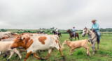 Advierten plaga de gusano barrenador carnívoro en Texas.