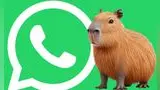 Así podrás obtener GRATIS el Modo Capibara en el WhatsApp de tu teléfono Android.
