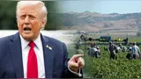 Trump reduce salarios agrícolas ante falta de trabajadores inmigrantes.