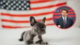 Nueva norma redefine los seguros para mascotas en Florida