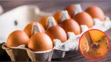 Huevos retirados por riesgo de Salmonella Huevos retirados por riesgo de Salmonella