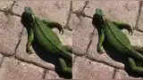 Las bajas temperaturas dejaron iguanas inmóviles en patios y calles del sur de Florida. Las bajas temperaturas dejaron iguanas inmóviles en patios y calles del sur de Florida.