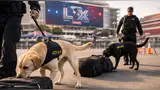 Equipos caninos vigilan el Super Bowl LX.