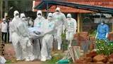 Alerta por el virus Nipah en la India, muere una enfermera india infectada: qué es y cómo se transmite