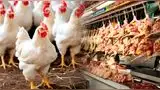 Conoce si es seguro y saludable consumir pollo ante la emergencia sanitaria en todo el Perú por la gripe aviar. Conoce si es seguro y saludable consumir pollo ante la emergencia sanitaria en todo el Perú por la gripe aviar.