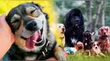 Día Mundial del Perro: por qué se celebra este 21 de julio y cuál es su sensible origen. Día Mundial del Perro: por qué se celebra este 21 de julio y cuál es su sensible origen.