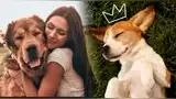 Día Nacional del Perro en EE. UU.: por qué se celebra cada 26 de agosto, su origen y más.