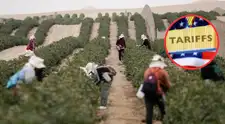 ALERTA económica: Aranceles de Estados Unidos AMENAZAN el futuro de pequeños agricultores peruanos