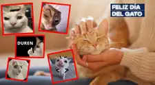 Memes Día del Gato HOY, 20 de febrero: diviértete y ríe con las mejores imágenes que protagonizan los mininos