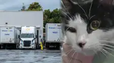 ¿Cómo llegó ahí? La increíble historia del gato que cruzó Canadá escondido en un envío de Walmart
