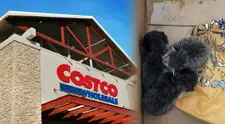 EXCELENTES NOTICIAS en el aparcamiento de Costco: empleados RESCATAN a estos gatitos del motor de un coche