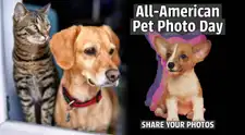 All American Pet Photo Day: la adorable razón por la que EE. UU. llena las redes sociales con fotos de mascotas este sábado 11 de julio