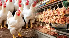 ALERTA por influenza aviar en el Perú: ¿se puede consumir pollo y huevos ante emergencia sanitaria?
