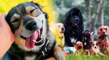 Día Mundial del Perro: por qué se celebra este 21 de julio y cuál es su sensible origen