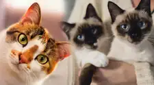 ¡Feliz Día del Gato! Las mejores frases para celebrar esta fecha especial este 8 de agosto