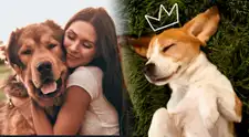 Día Nacional del Perro en EE. UU.: por qué se celebra cada 26 de agosto, su origen y más