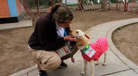 Lima 2019: Conoce a los perritos que se encuentran acreditados para los Juegos Panamericanos