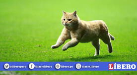 ¡Exceso de ternura! Gato irrumpió encuentro de México vs Bermudas e hizo suspirar al público [VIDEO] 