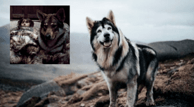 Game of Thrones: perro que dio vida al lobo de Bran Stark falleció