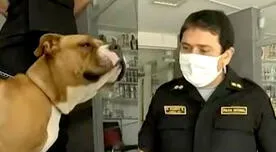 Perrita rescatada por la PNP será parte de la Policía Canina [VIDEO]