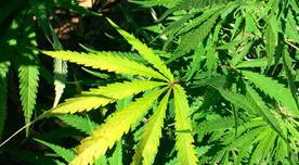 Cannabis: es incierto que hierba podría evitar el ingreso del COVID-19 al cuerpo