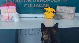 'Arrestan' a un Pikachu que transportaba marihuana en aeropuerto de México 