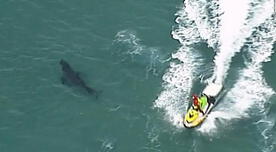 Australia: surfista muere al ser atacado por un gigante tiburón blanco de tres metros [VIDEO]