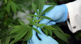 ONU detecta incremento del consumo de cannabis en diversas partes del mundo