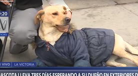 Perrito espera a su dueño internado por COVID-19 en puerta del hospital Almenara