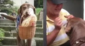 YouTube Viral: Eros, el perrito que hace delivery y ha cautivado a todos sus 'caseros' [VIDEO]