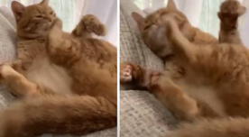 YouTube: gato confundido se lame y luego se tira patadas en la cara [VIDEO]