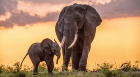 Día mundial del elefante: National Geographic Wil presenta especial sobre estos majestuosos animales