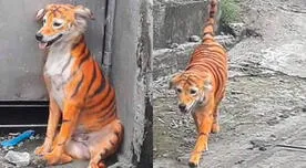 Buscan justicia en Malasia para un perro que fue pintado como tigre 