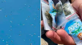 Viral: Dron lanza bolsitas de cannabis en Israel [VIDEO]