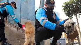 Magdalena: Municipalidad lleva comida y agua a perros callejeros durante inmovilización social 