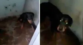 Chorrillos: denuncian a municipalidad por maltrato animal [VIDEO]