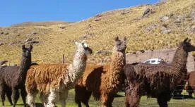 Leche de llama sería más nutritiva que la de vaca, según el Ministerio de Agricultura  