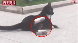 Gato intenta comerse a un pequeño ratón, pero termina convirtiéndose en su amigo - VIDEO