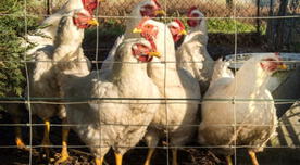 Europa realiza sacrificio masivo de aves por brote de gripe aviar