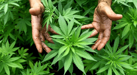 ONU reconoce propiedades medicinales del cannabis y lo elimina de lista de drogas peligrosas