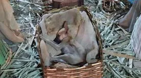 Perrito que se volvió viral por ser captado durmiendo en un nacimiento fue adoptado - Fotos