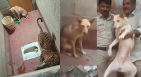 Perro sobrevive tras quedar atrapado en un baño por siete horas con un leopardo - Video