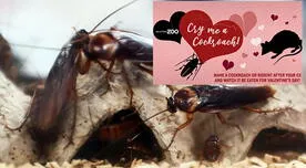 San Valentín: ponle el nombre de tu ex a una cucaracha y mira cómo se la comen